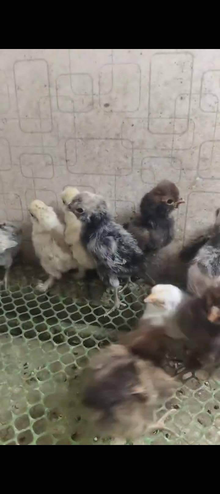chicks 8