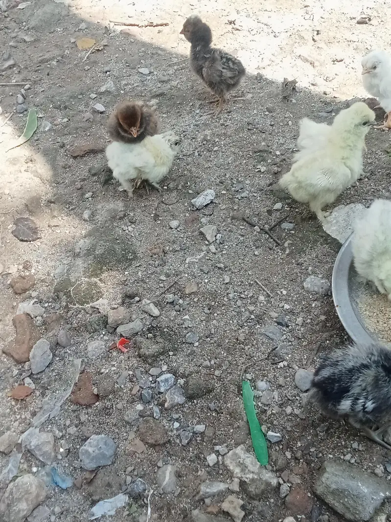 chicks — photo 11