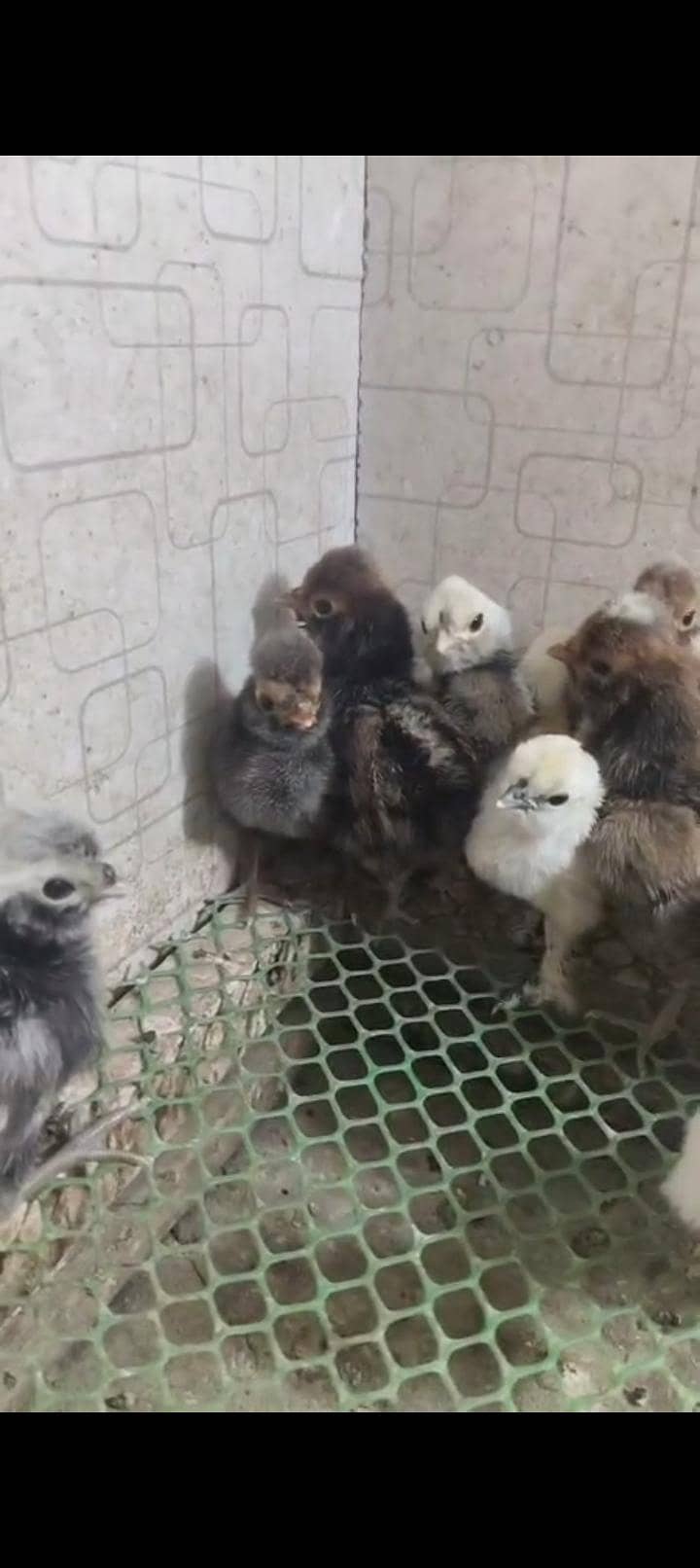 chicks 13