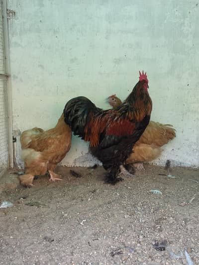 1 Male 2 Female Eggs laing