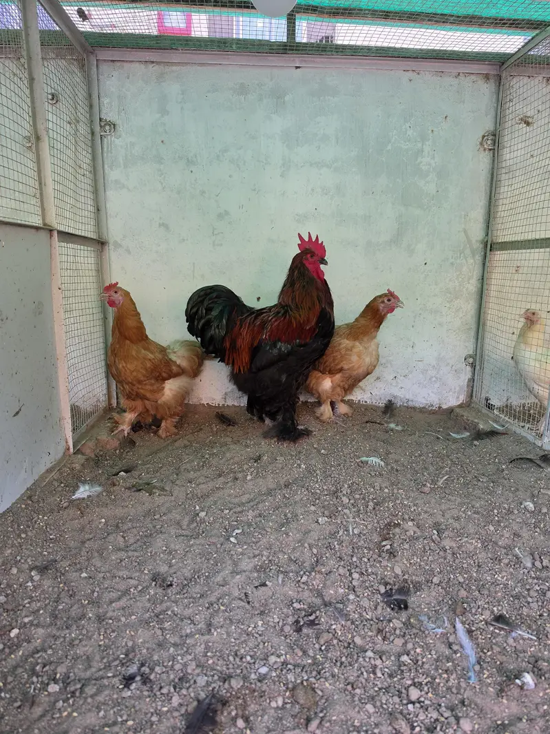 1 Male 2 Female Eggs laing — photo 2