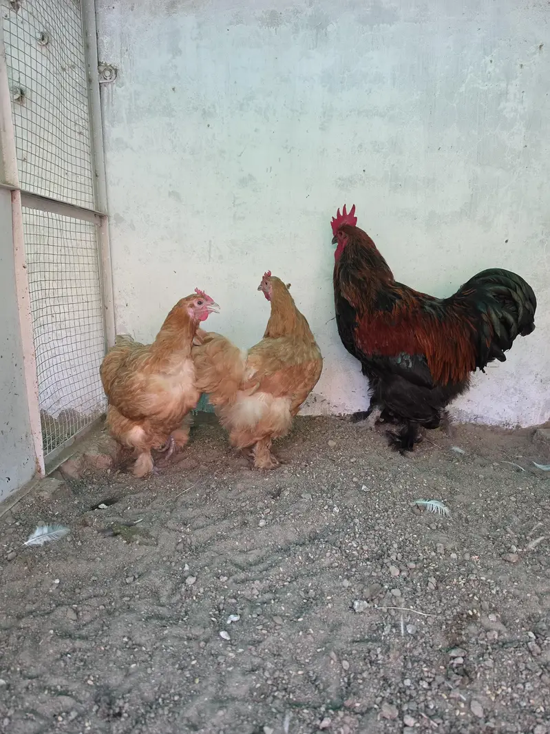 1 Male 2 Female Eggs laing — photo 3