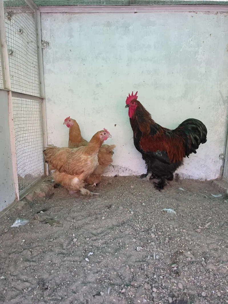 1 Male 2 Female Eggs laing — photo 4