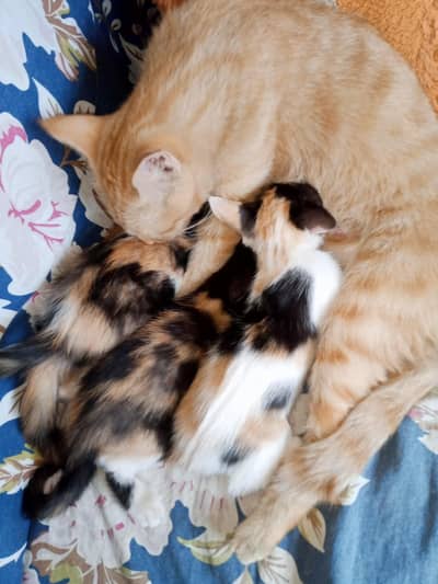 Breeder Russian shorthair cat