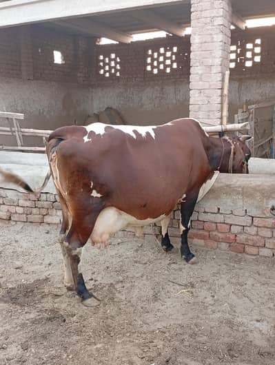 jersey Cholistani cow For sale