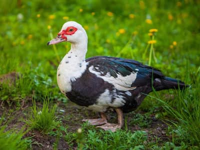 Muscovy duck for sale All birds healthy and active