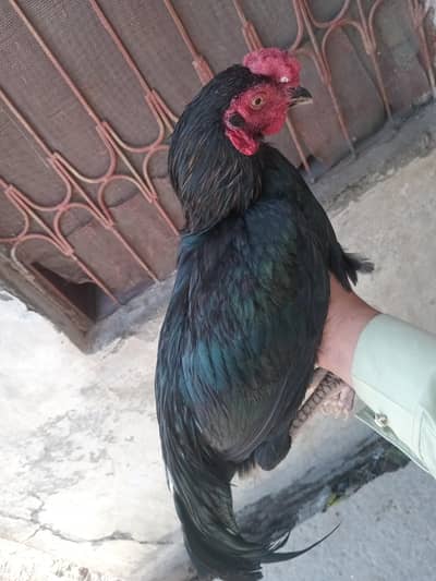 aseel thai and mianwalli black mushka of apx weight 1kg