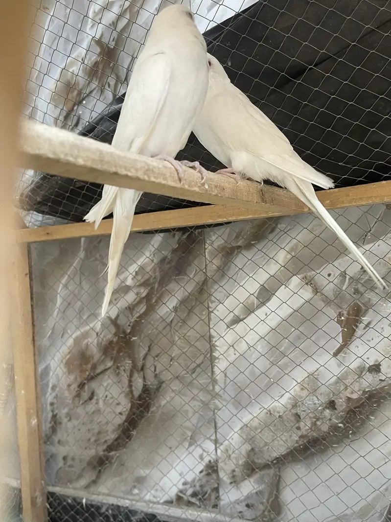 Australian parrots — photo 2