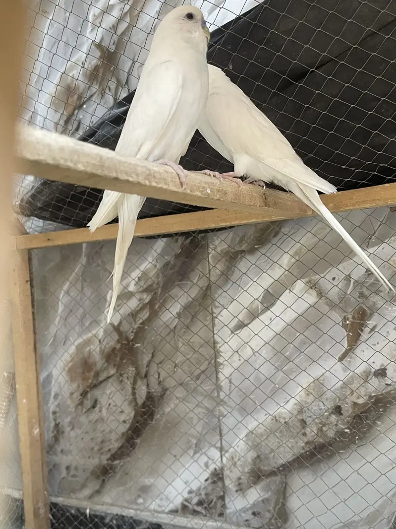 Australian parrots — photo 4