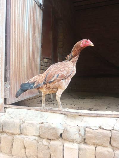 hen 2 for sale 5 pathi for sale high quality