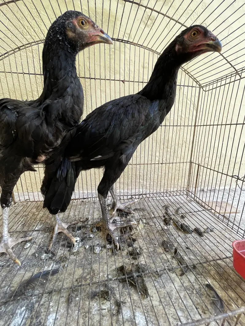 Mianwali aseel for sale — photo 4