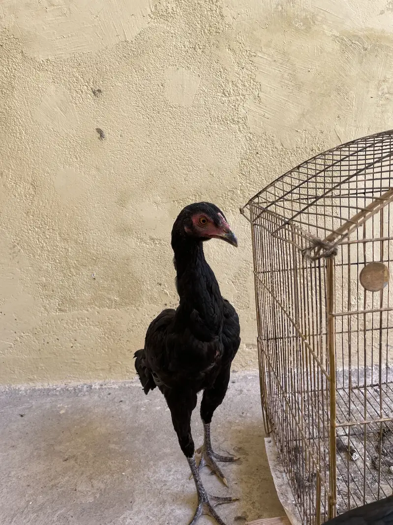 Mianwali aseel for sale — photo 6