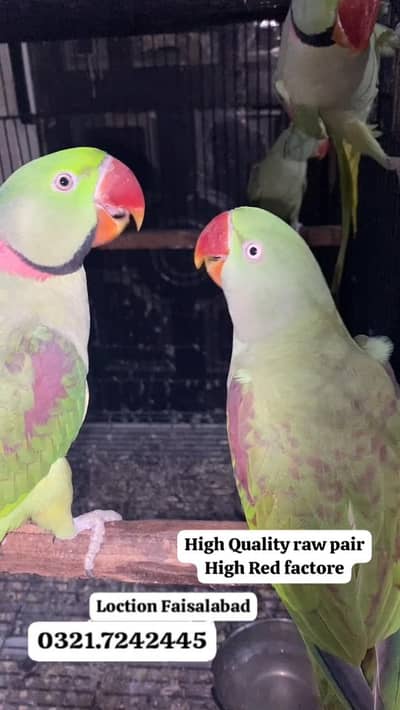 Raw breed pair