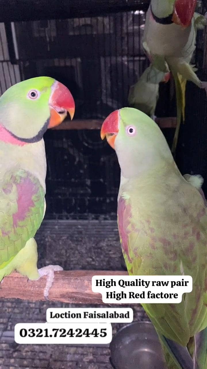 Raw breed pair 0