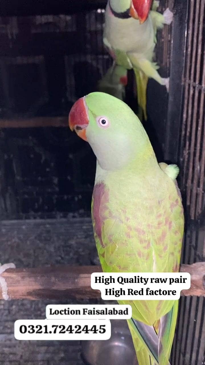 Raw breed pair 2
