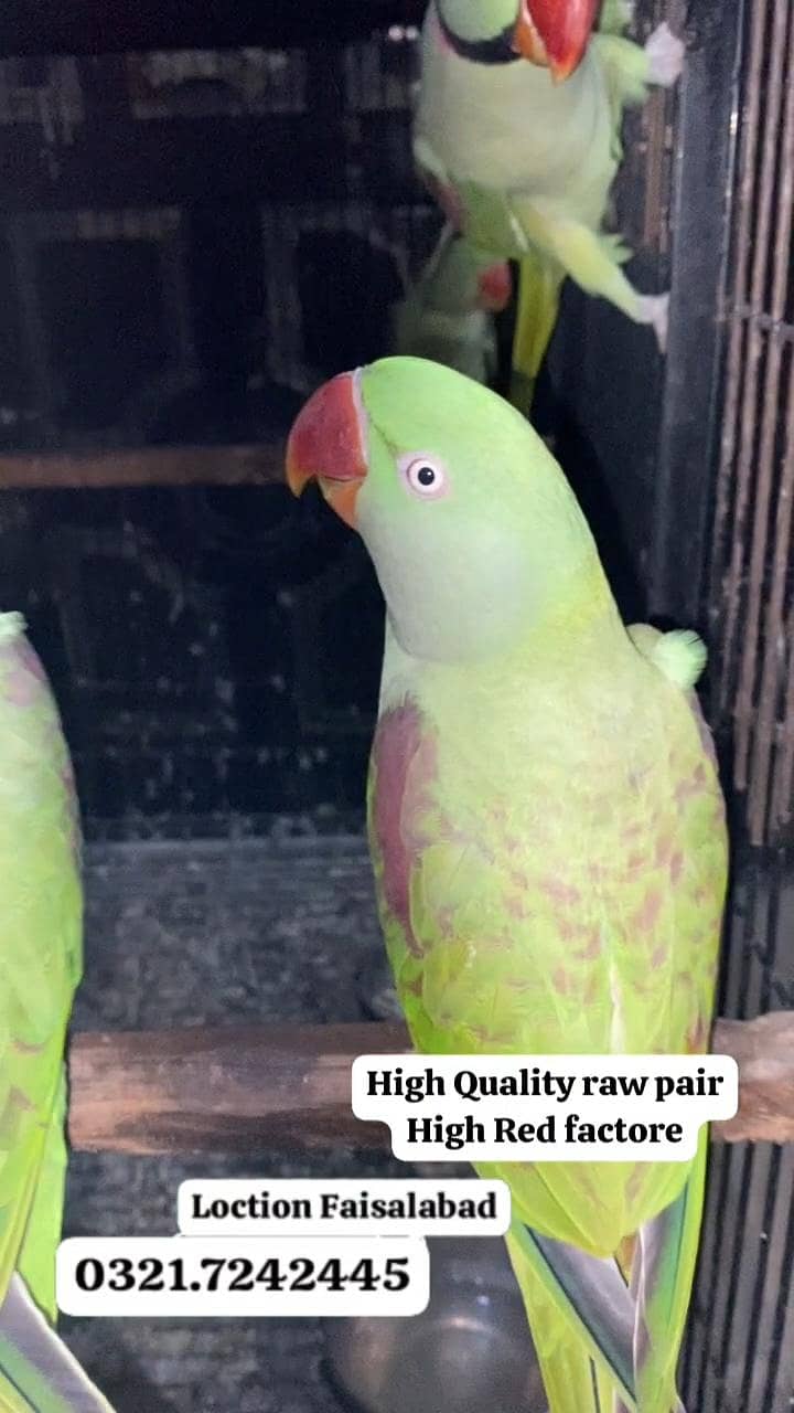 Raw breed pair 3