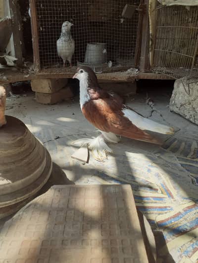 breeder male available 10 kali saaf ha