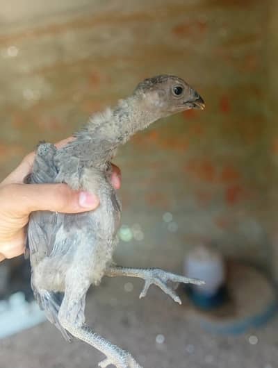 Aseel original blue dragon chicks