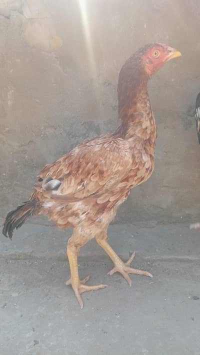 2 Aseel Murgiya egg laying