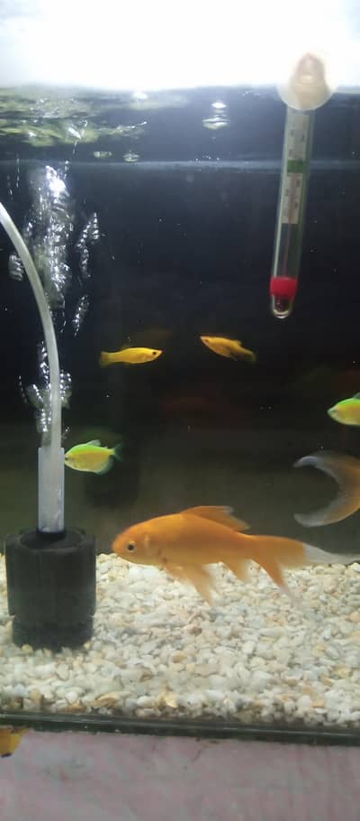 Aquarium and Fishes