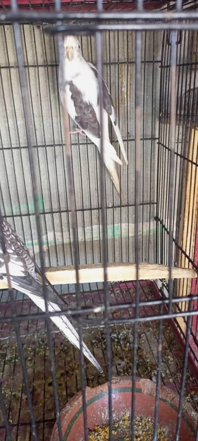 v paid breeder pair