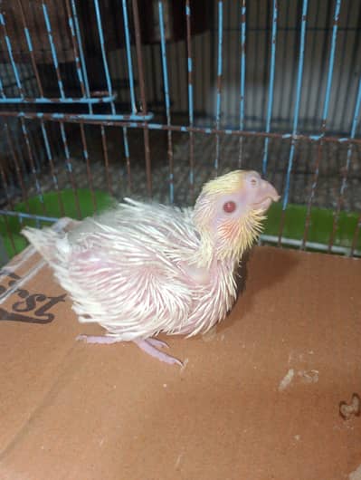 chick