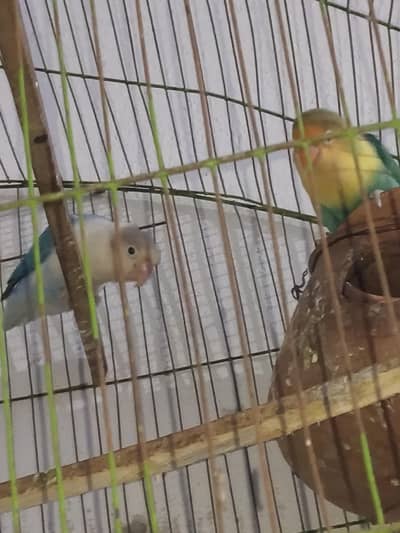 lovebird pair and australin pair + cage all material
