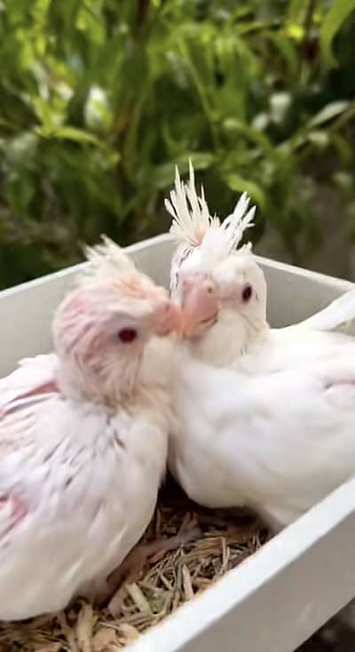 cocktail chicks avalibal