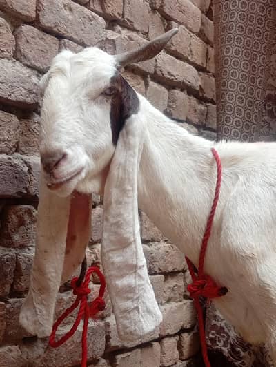 Bakri For Sale
