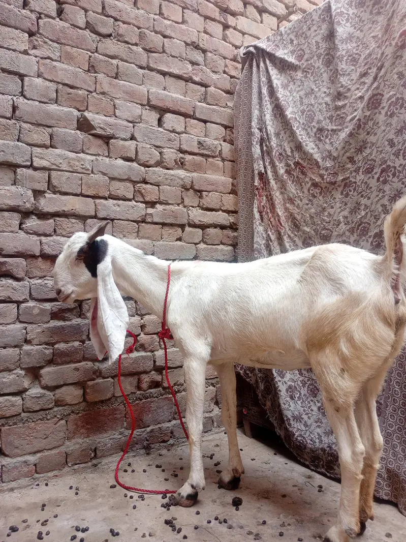 Bakri For Sale — photo 4