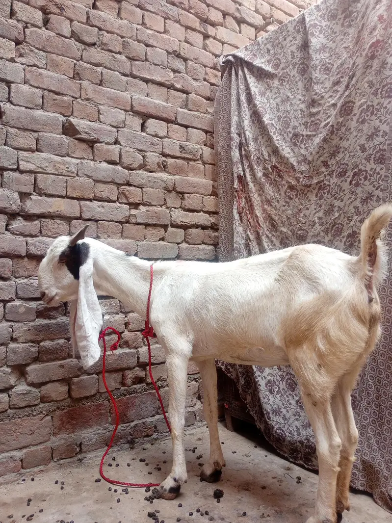 Bakri For Sale — photo 5