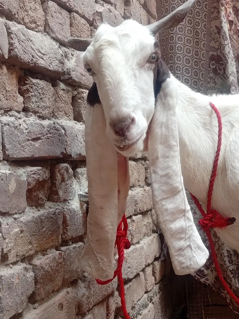 Bakri For Sale — photo 6