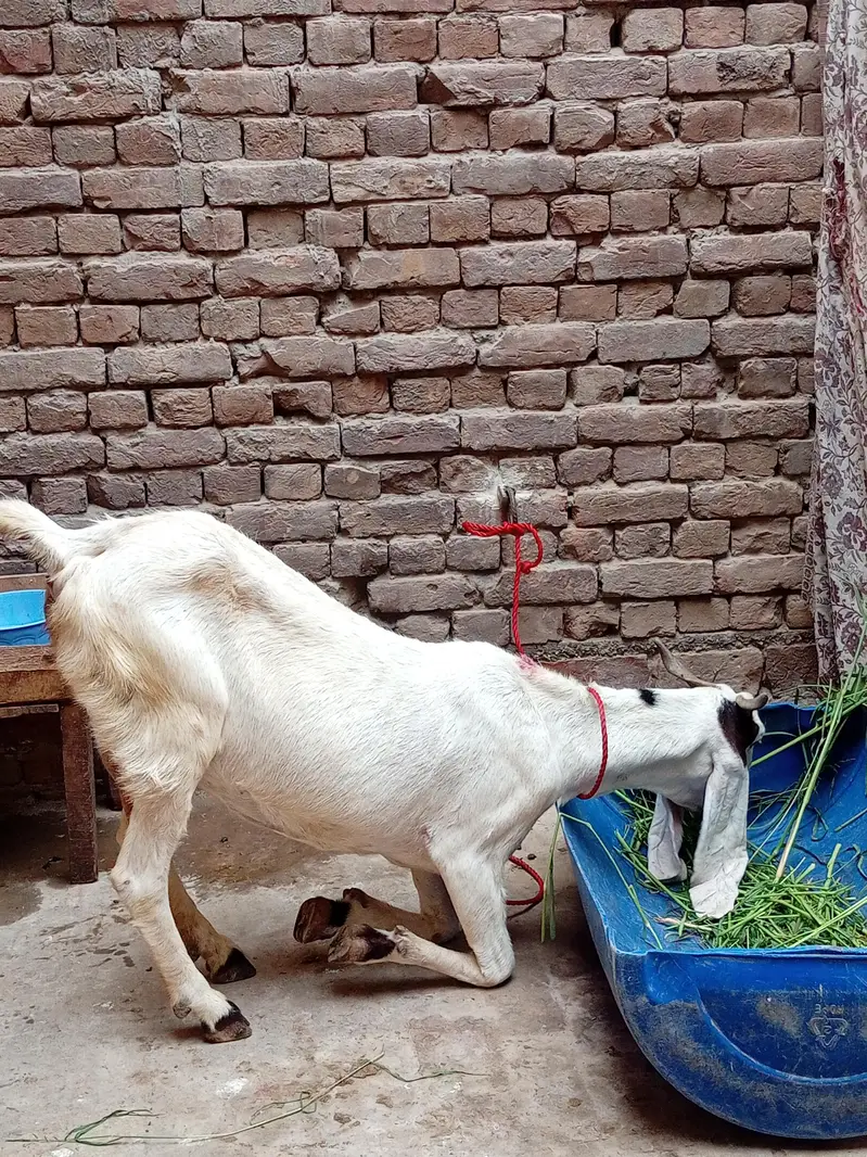 Bakri For Sale — photo 7