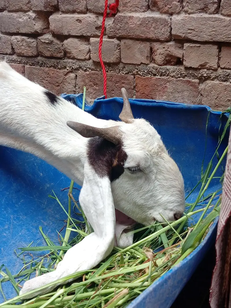 Bakri For Sale — photo 8