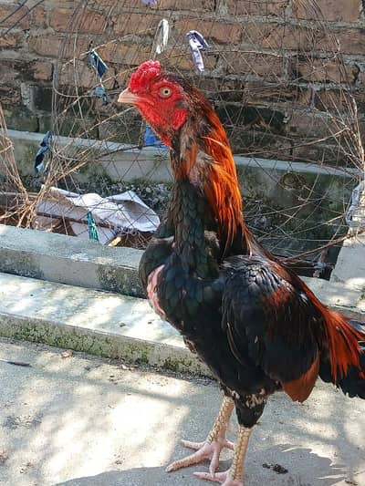 Pure Aseel Lakha Murga For Sale