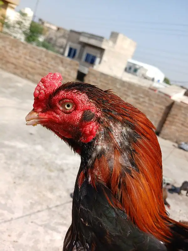 Pure Aseel Lakha Murga For Sale — photo 2