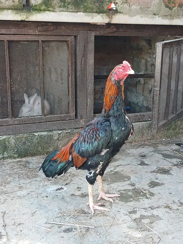 Pure Aseel Lakha Murga For Sale — photo 3