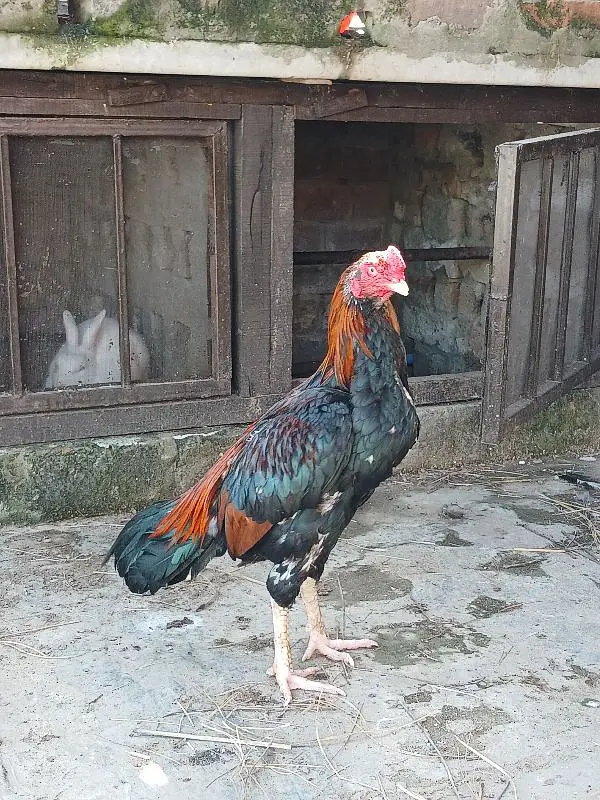 Pure Aseel Lakha Murga For Sale — photo 4