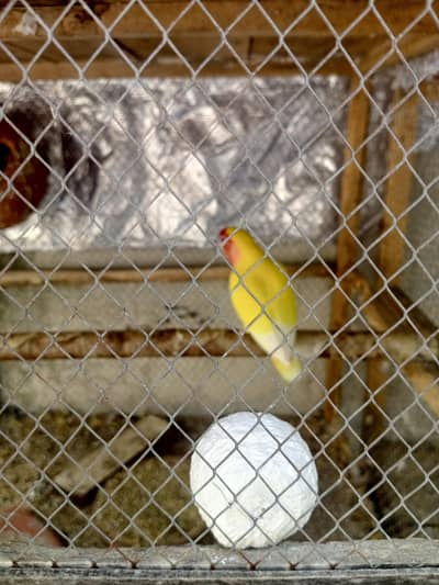 1 piece love bird male available