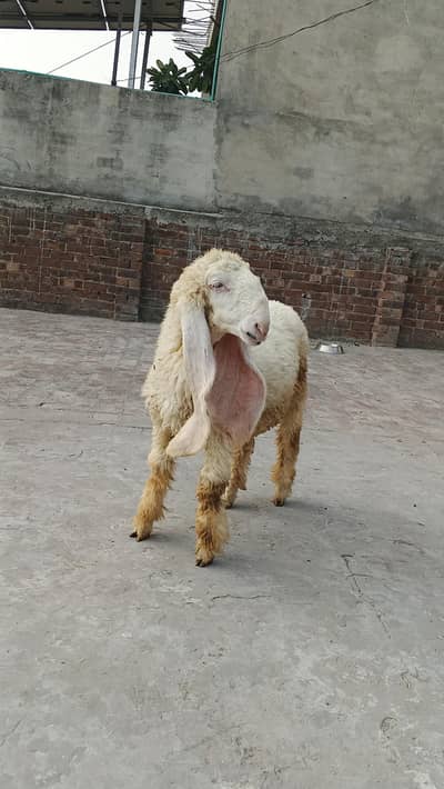 kajla male