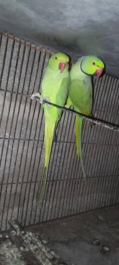 ringneck pair