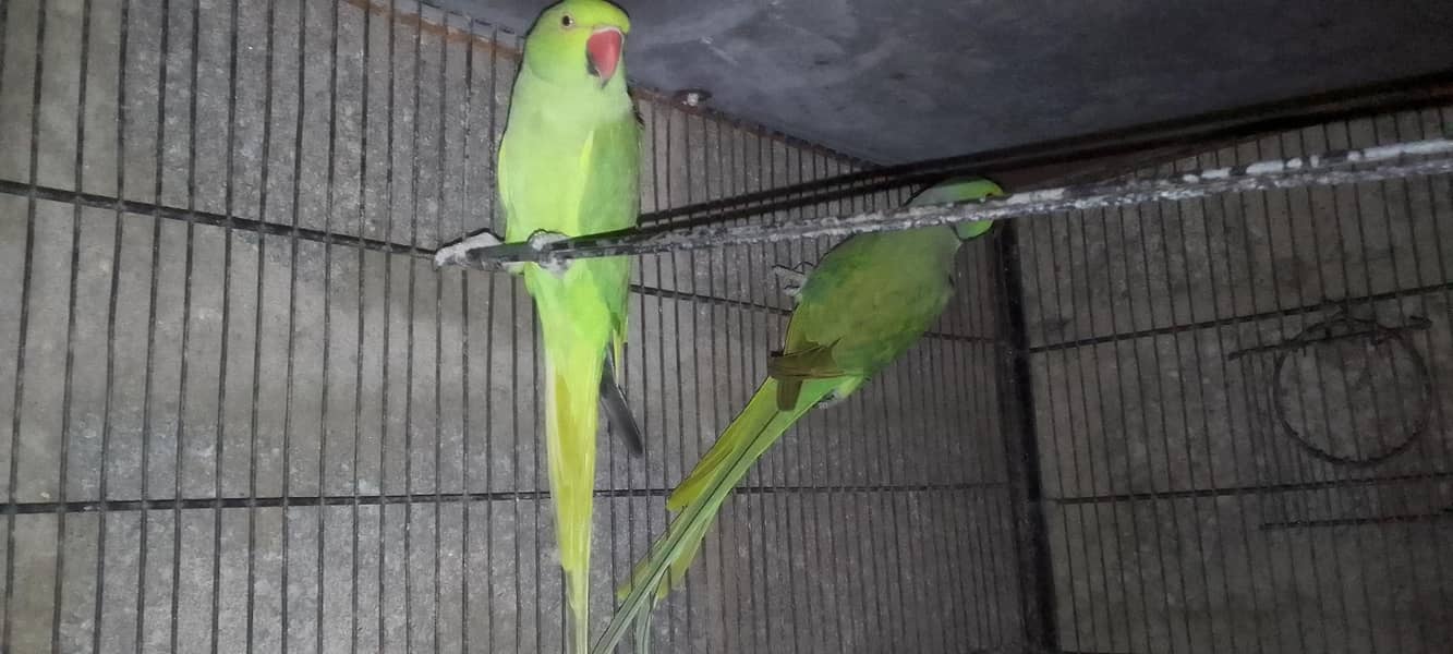 ringneck pair 1