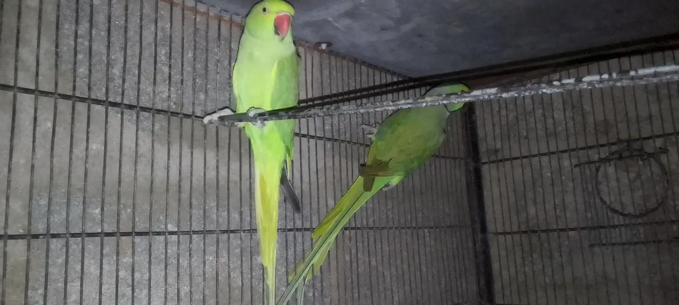 ringneck pair — photo 2