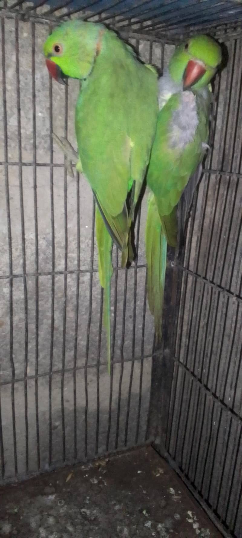 ringneck pair 2