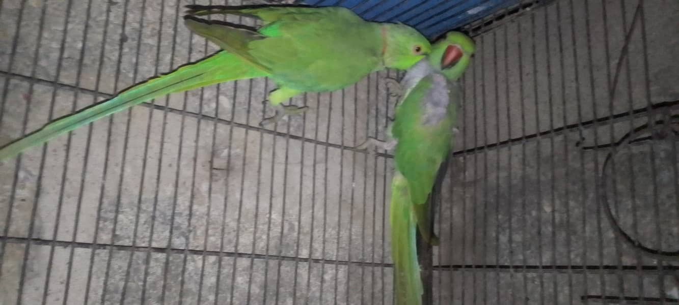 ringneck pair 3