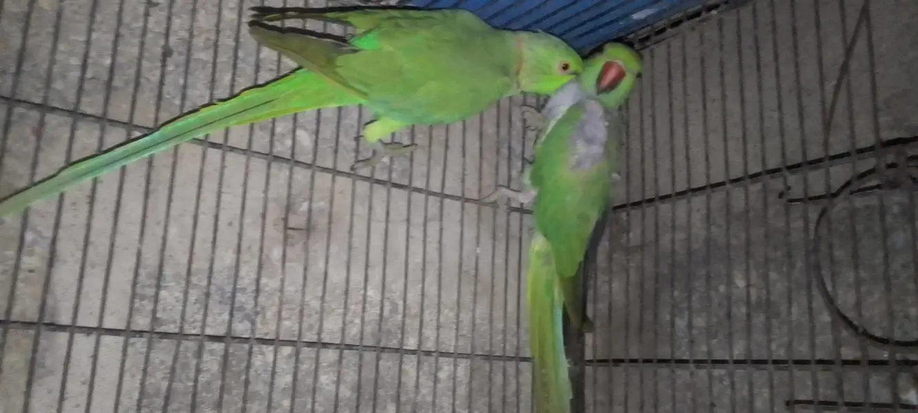 ringneck pair — photo 4