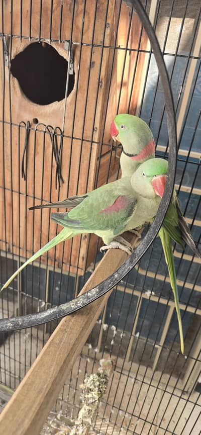 3 years old raw jumbo size pair