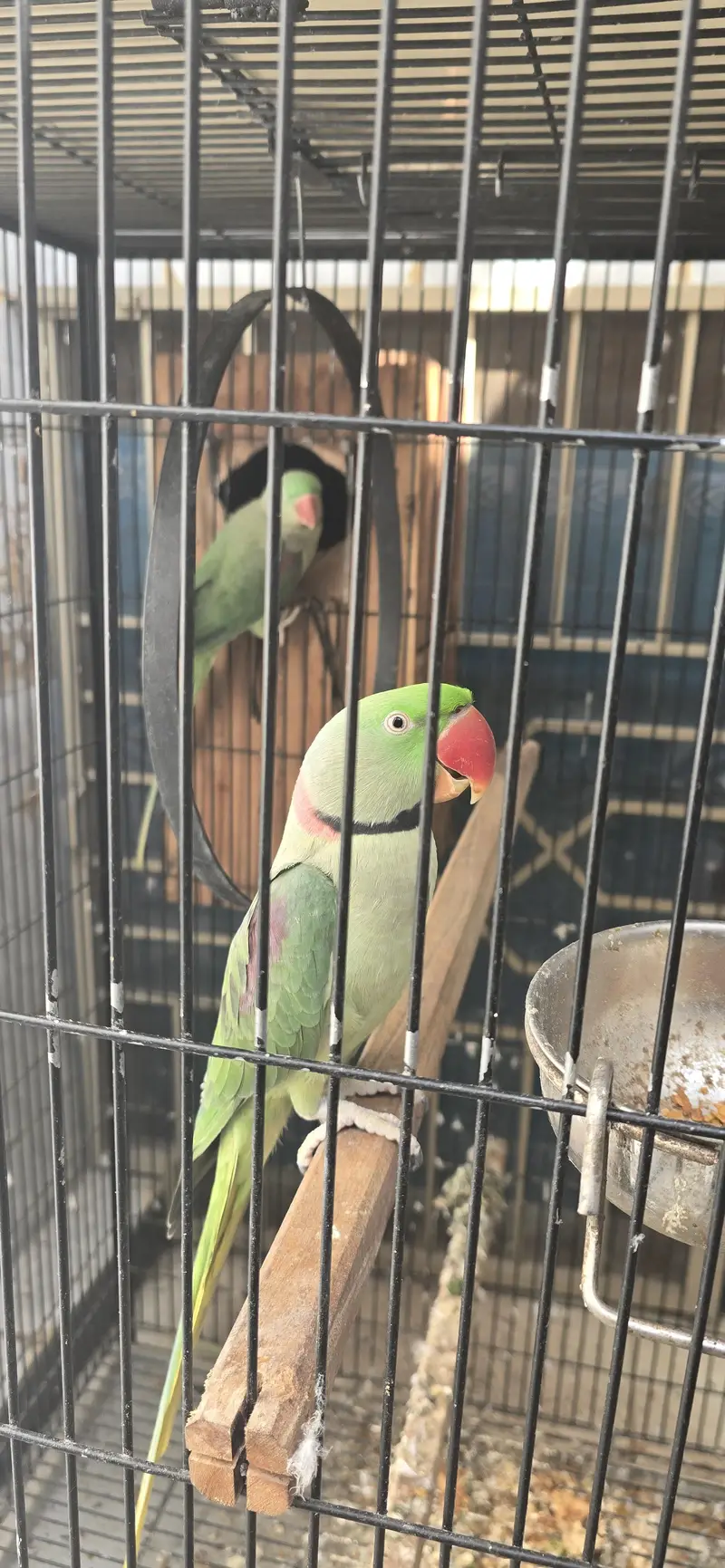 3 years old raw jumbo size pair — photo 2