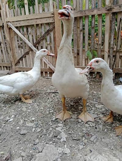 muscovy ducks sale
