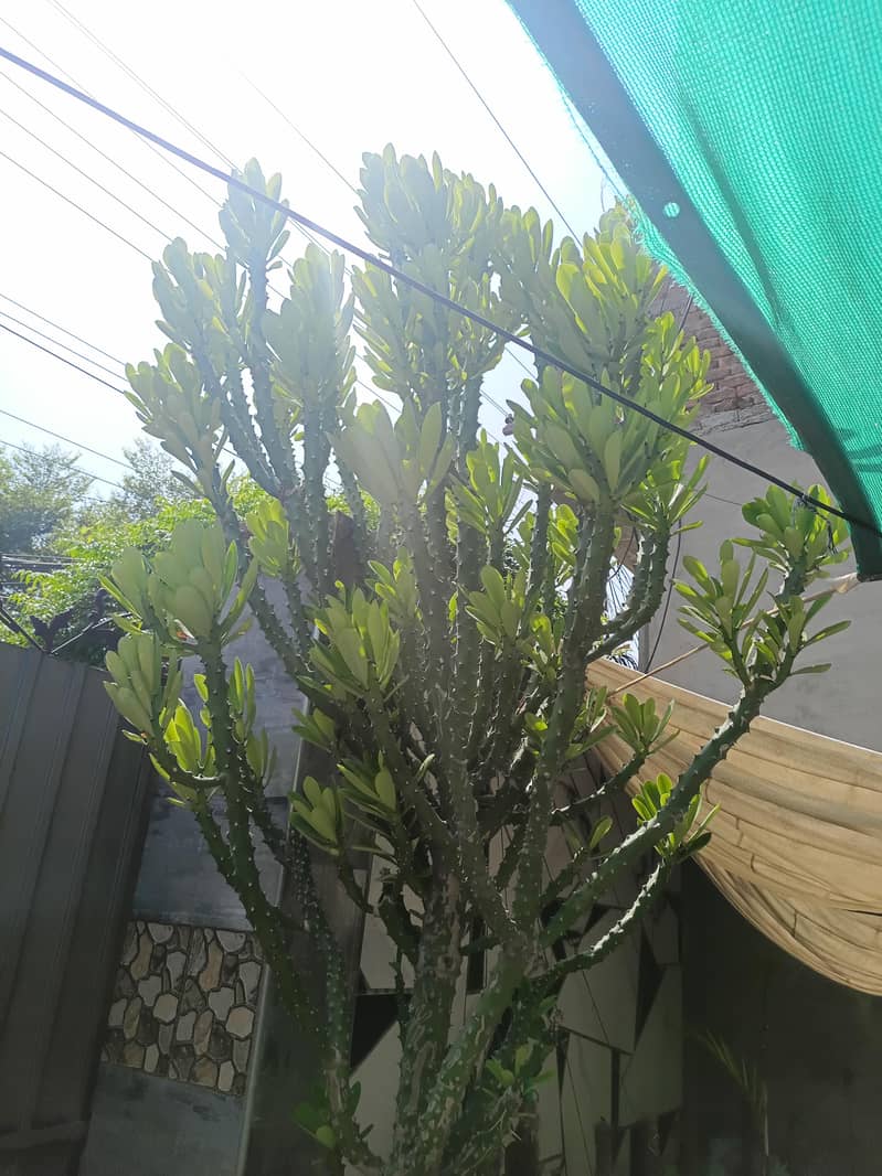 Cactus 2